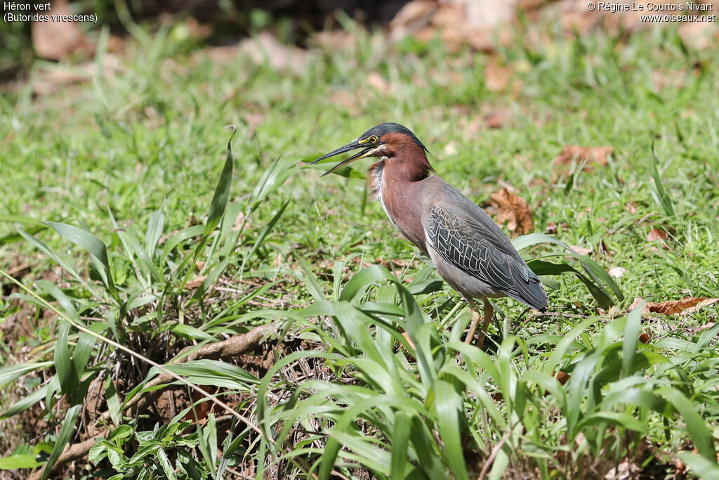 Green Heron