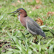 Green Heron