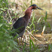 Green Heron