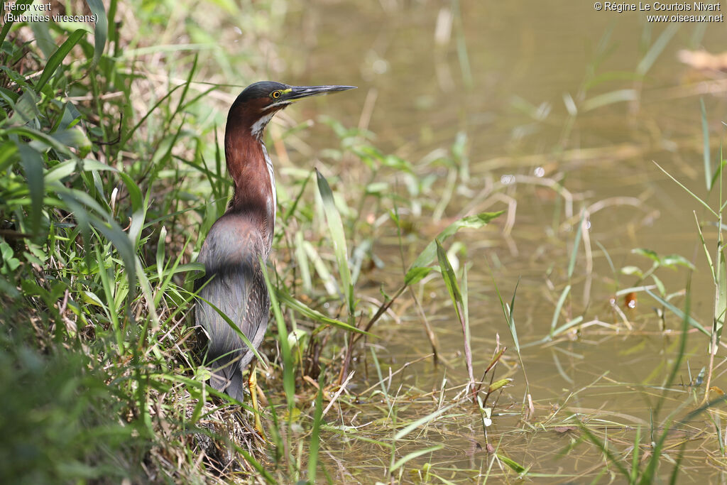 Green Heron