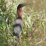 Green Heron