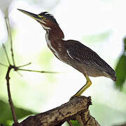 Green Heron