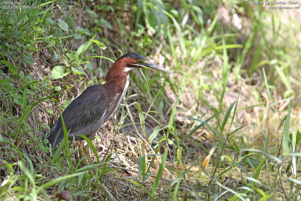 Green Heron