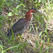 Green Heron