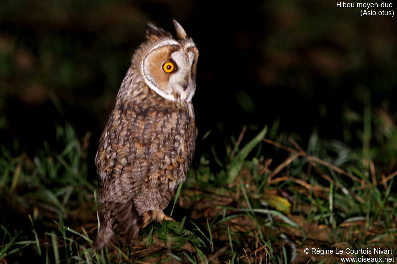 Long-eared Owl, identification