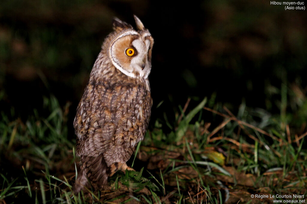 Long-eared Owl, identification