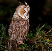 Long-eared Owl