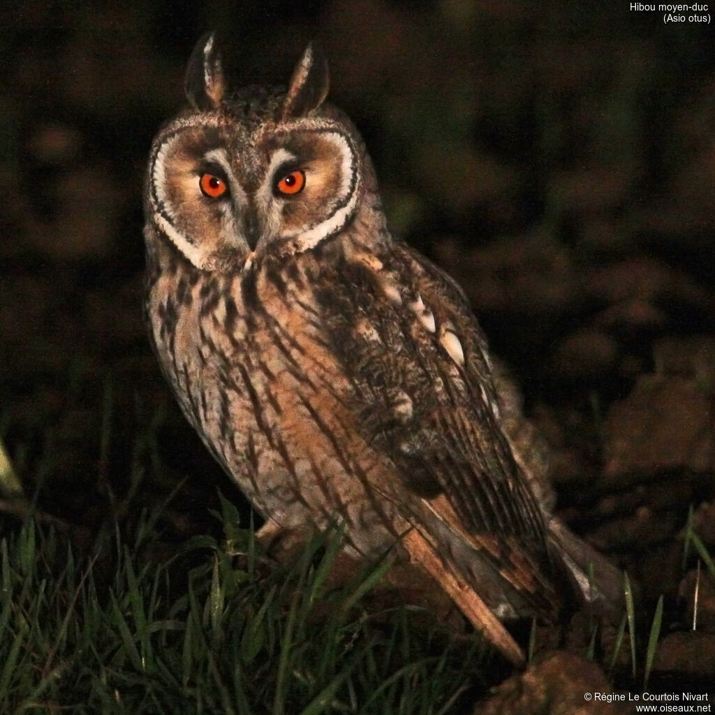 Long-eared Owl