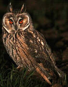 Long-eared Owl