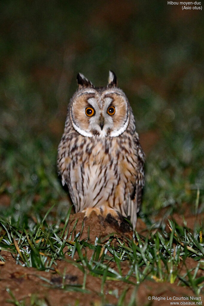 Long-eared Owl