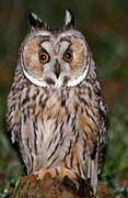 Long-eared Owl