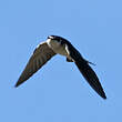 Hirondelle à diadème