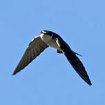 Hirondelle à diadème