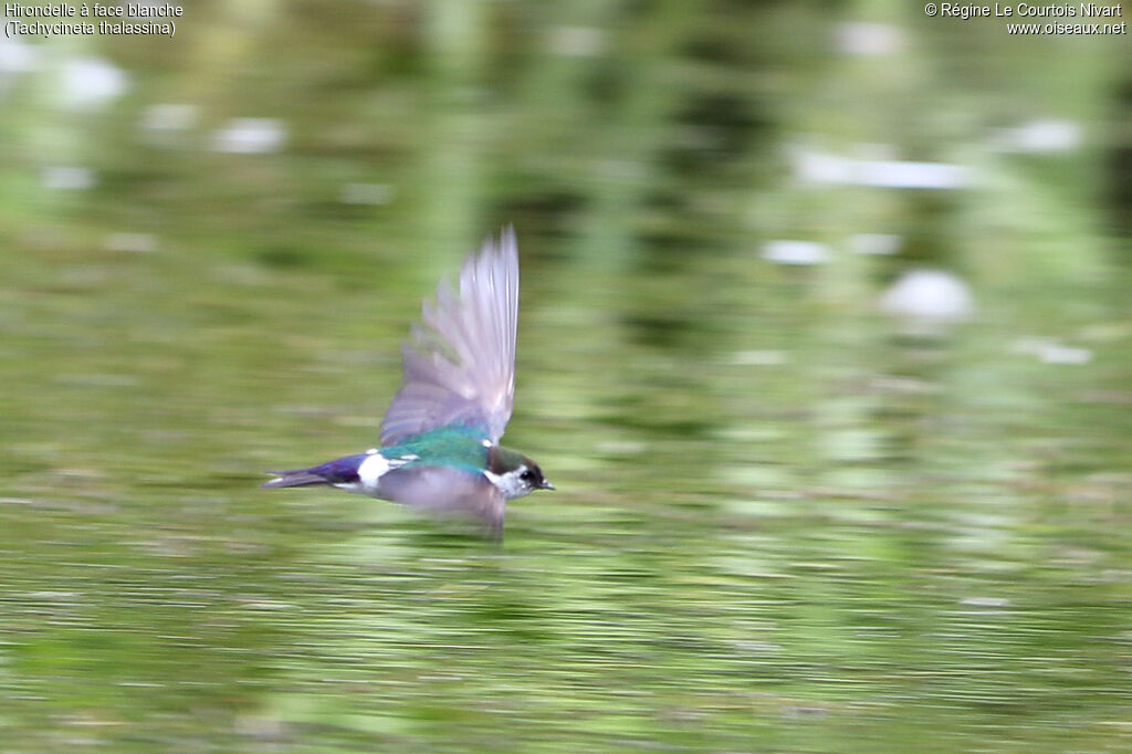 Violet-green Swallow