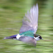 Violet-green Swallow