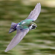 Violet-green Swallow