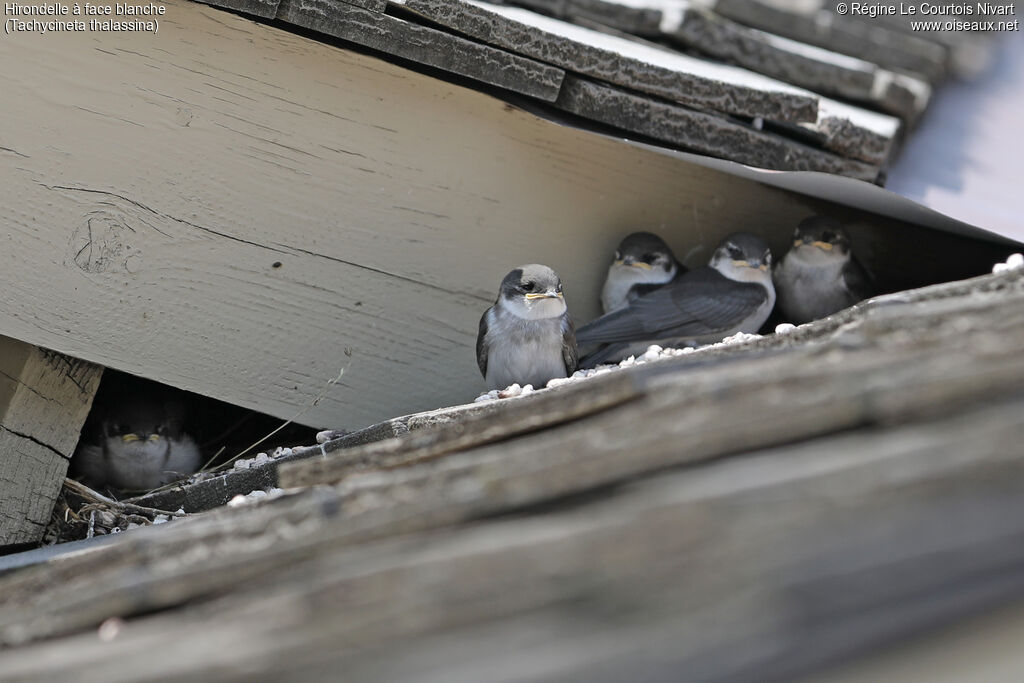 Violet-green Swallow female juvenile, Reproduction-nesting