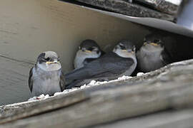 Violet-green Swallow