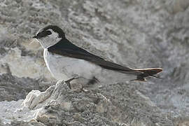 Violet-green Swallow