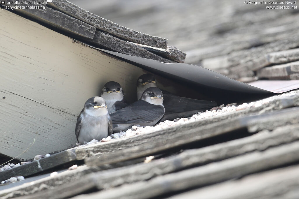 Violet-green Swallowjuvenile, Reproduction-nesting