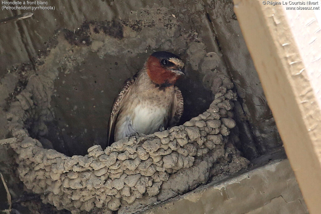 American Cliff Swallow