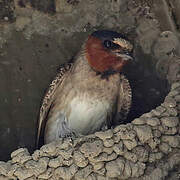 American Cliff Swallow