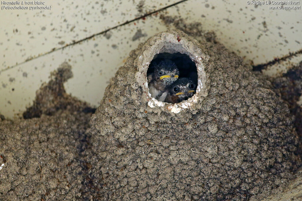 American Cliff Swallow