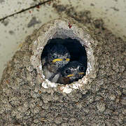 American Cliff Swallow