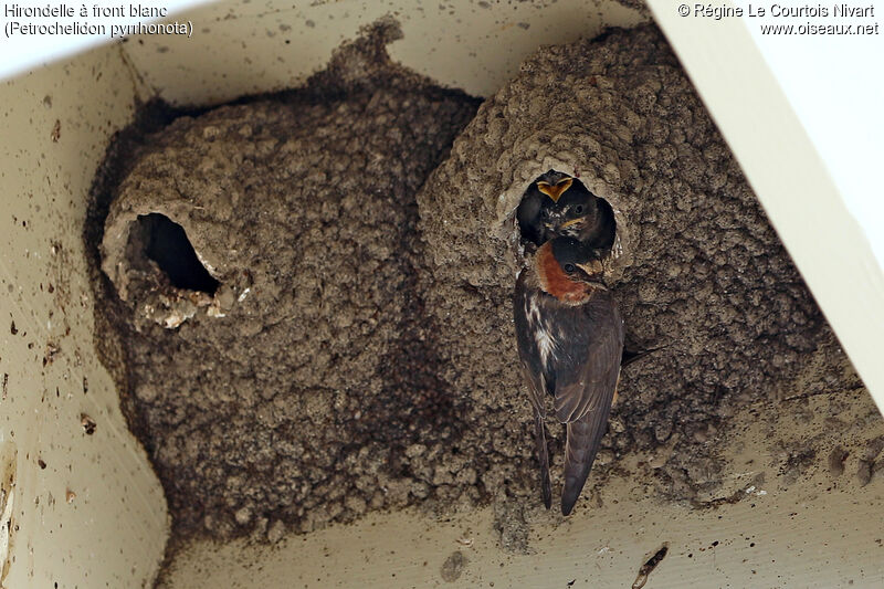 American Cliff Swallow, Reproduction-nesting