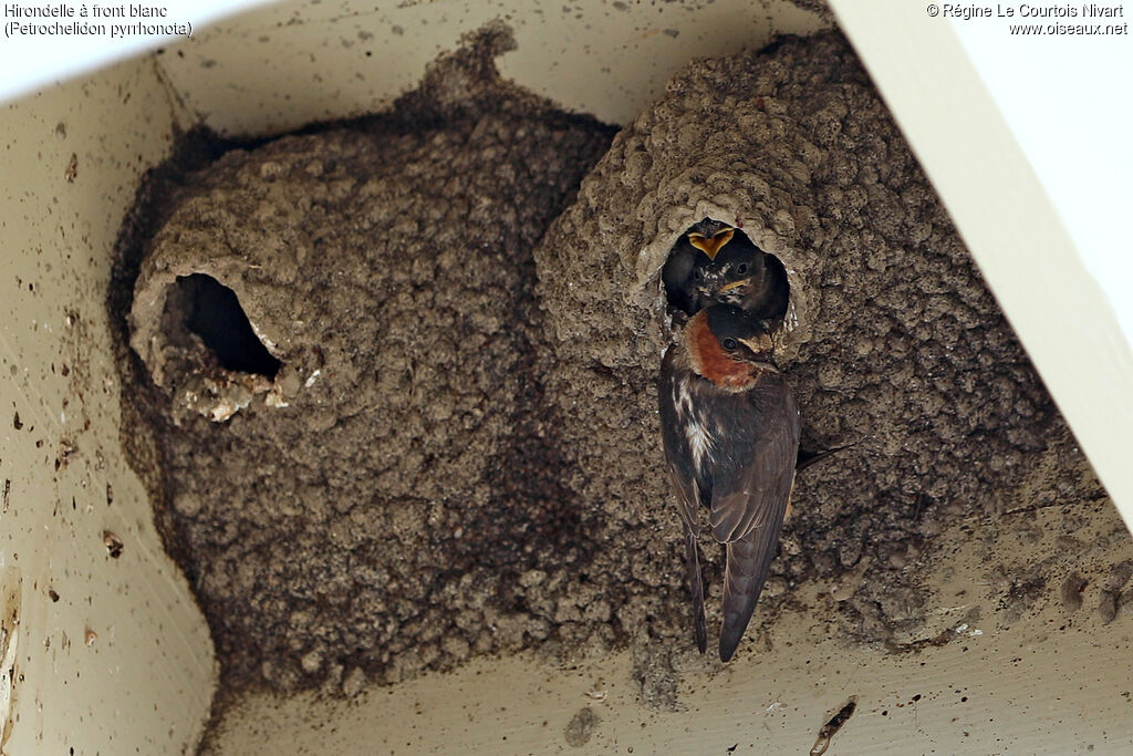 American Cliff Swallow, Reproduction-nesting