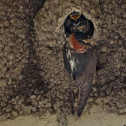 American Cliff Swallow