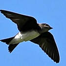 Hirondelle à ventre blanc