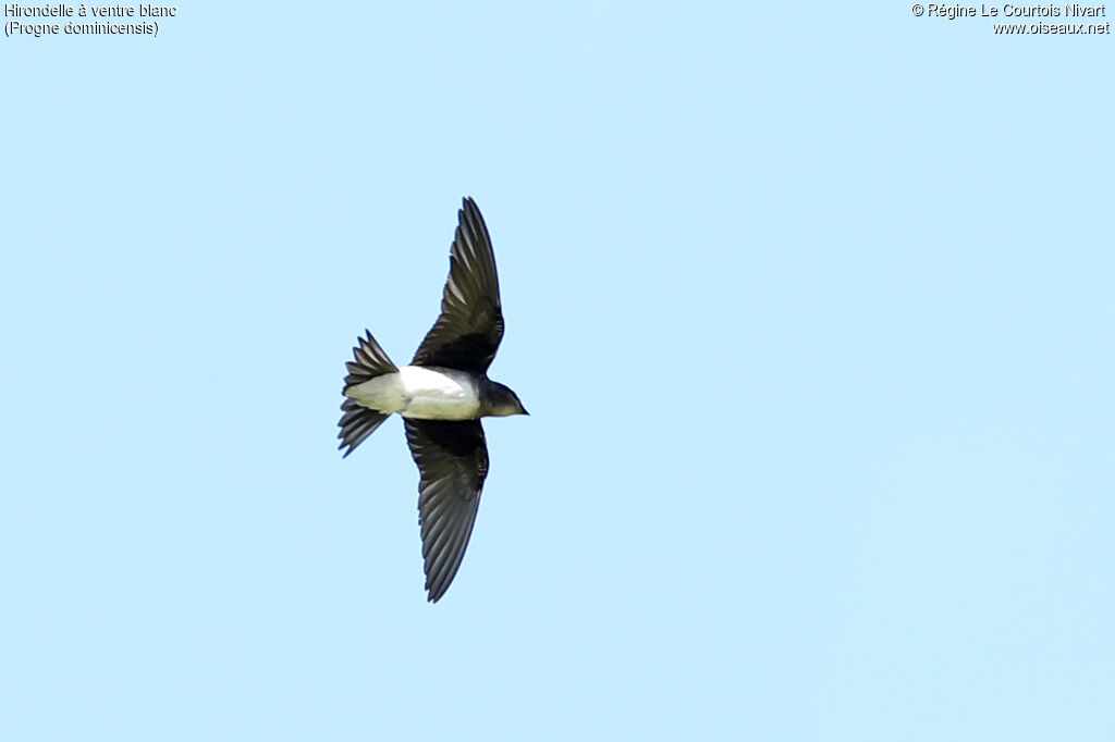 Hirondelle à ventre blanc