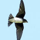 Hirondelle à ventre blanc