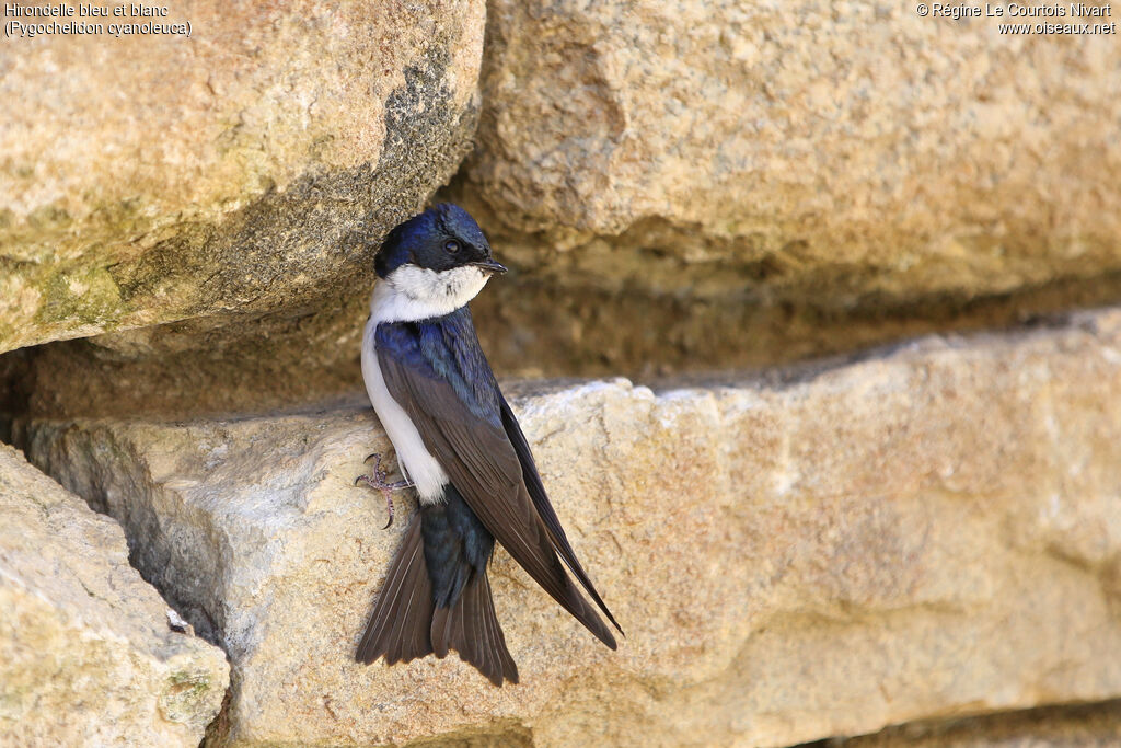 Blue-and-white Swallow