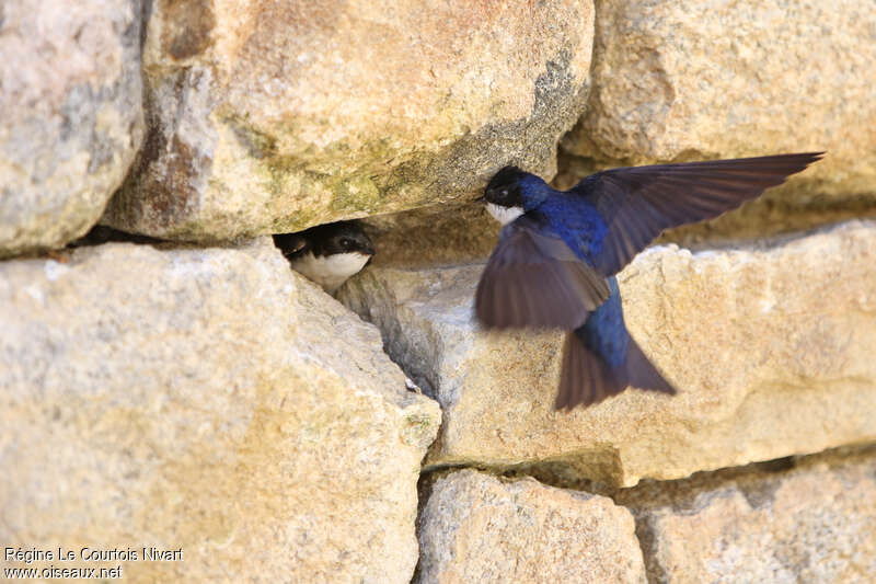Blue-and-white Swallow, Reproduction-nesting