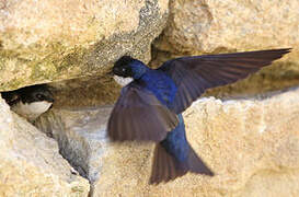 Blue-and-white Swallow