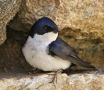 Blue-and-white Swallow