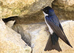 Blue-and-white Swallow