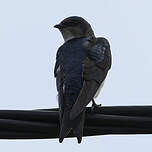 Hirondelle chalybée