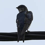 Grey-breasted Martin