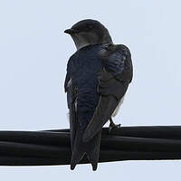 Hirondelle chalybée