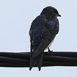 Hirondelle chalybée