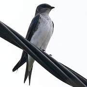 Grey-breasted Martin