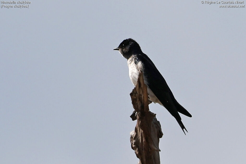 Hirondelle chalybée
