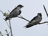 Hirondelle chalybée