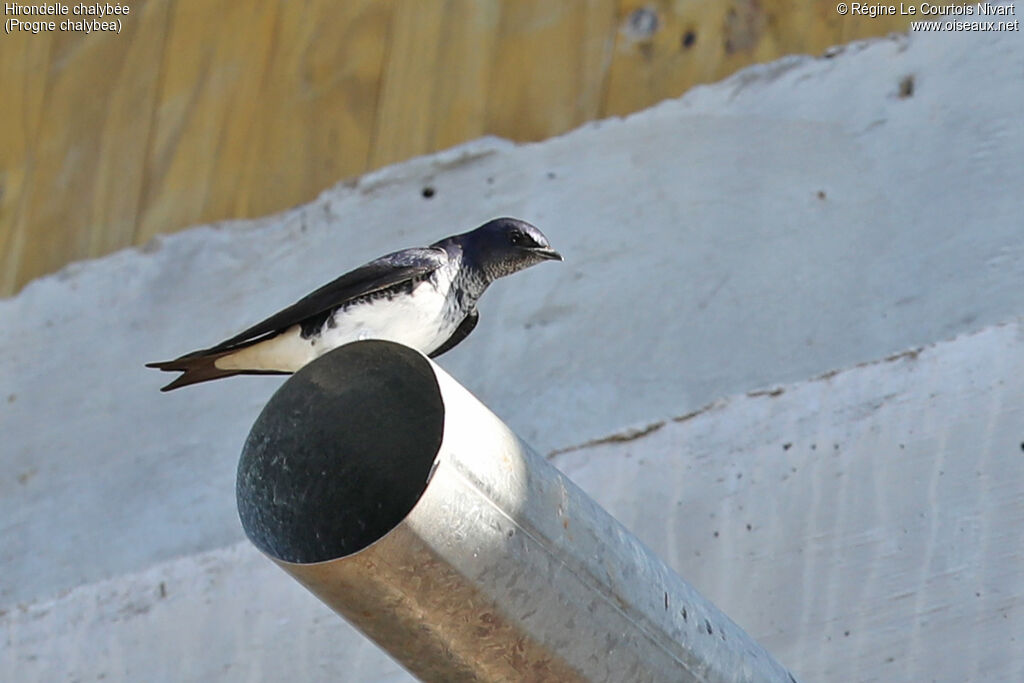 Hirondelle chalybée