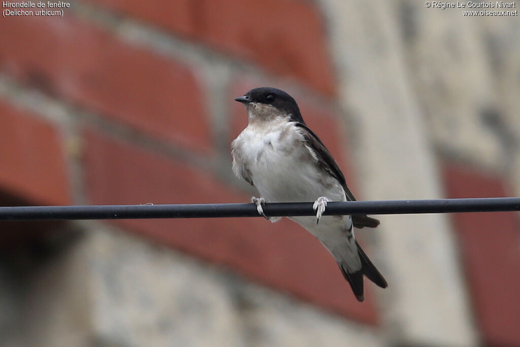 Western House Martin
