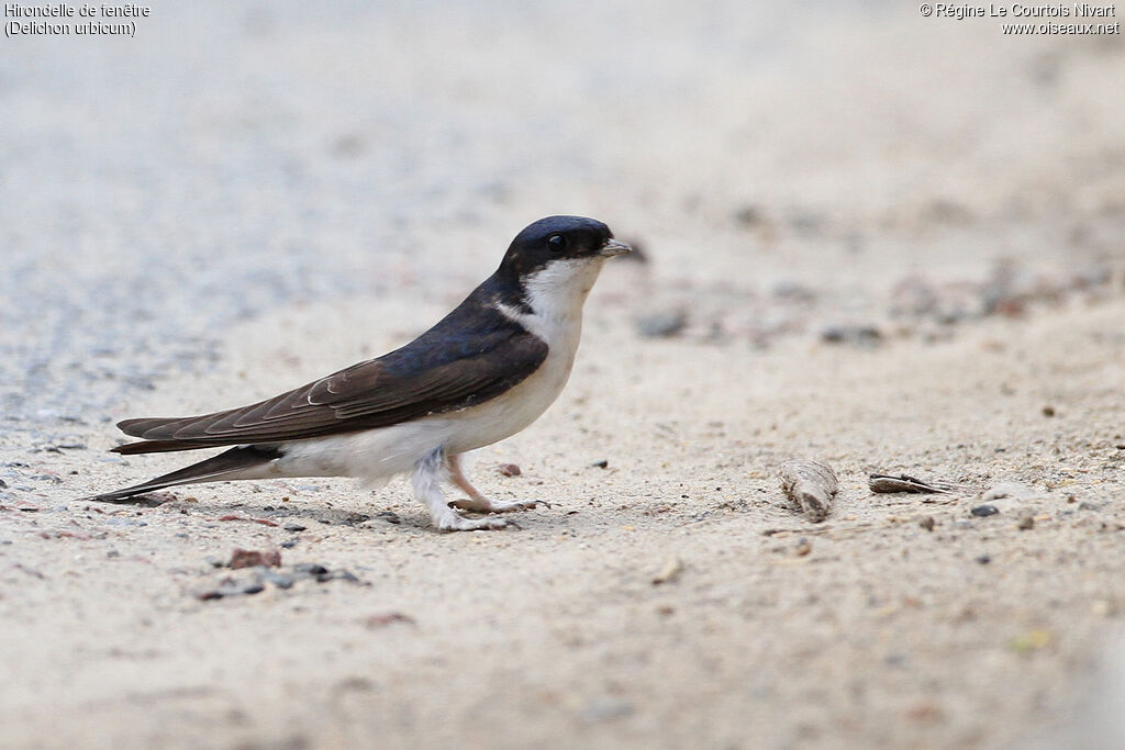 Western House Martin