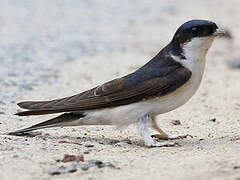 Common House Martin